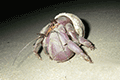 Land Hermit Crab 01
