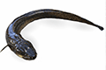Giant Mottled Eel 01