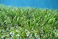 Serrated Ribbon Seagrass 01