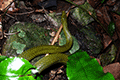 Ryukyu Green Snake 01