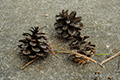 Okinawa Pine(pine cone) 02