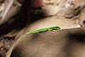 Sakishima Grass Lizard01
