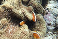 Orange Skunk Clownfish 01
