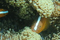 Orange Skunk Clownfish 02