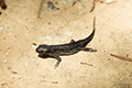 Sword-tailed Newt 01