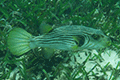Narrow-lined Puffer