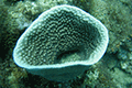 Vase Coral 01