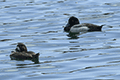 Greater Scaup 01