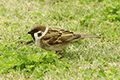 Eurasian Tree Sparrow 01