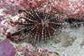 Banded Sea Urchin, Double Spined Urchin01
