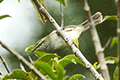 Japanese Bush Warbler 01