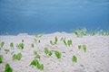 Dugong Grass, Paddleweed01