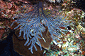 Soft Coral(Species of the Order Alcyonacea) 01