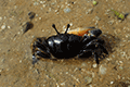 Dussumier’s Fiddler Crab 03