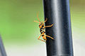 Tiger Longhorn Beetle 01