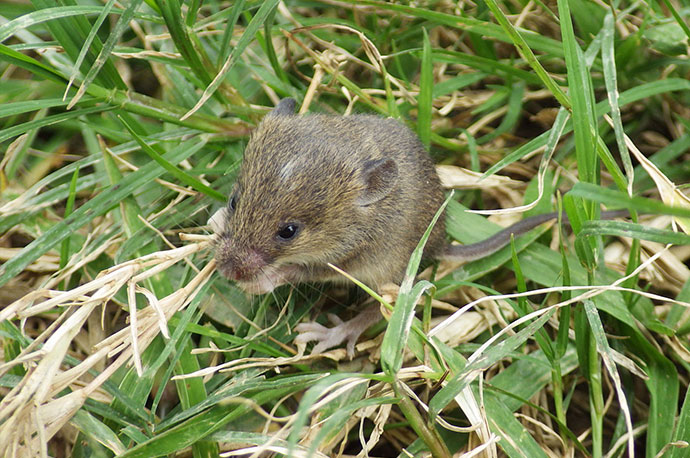 Ricefield Mouse, Ryukyu Mouse