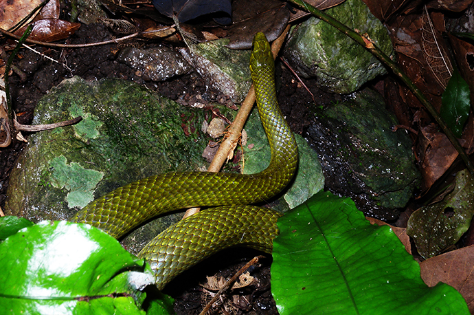 Ryukyu Green Snake