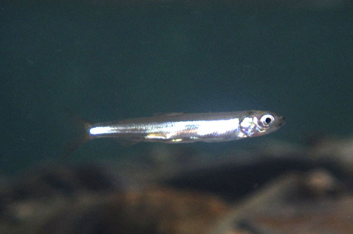 Ryukyu Ayu-fish Larvae