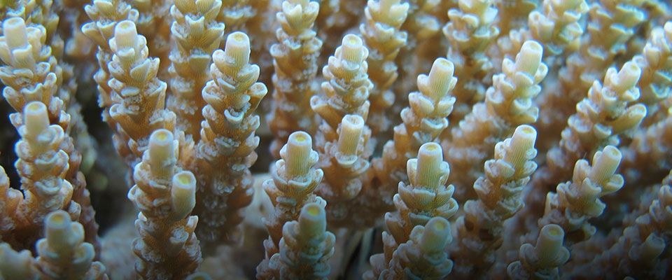 サンゴのポリプ