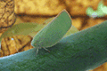 Asiatic Green Flatid 01