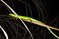 Green Grass Lizard 01