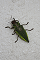 Ryukyu Jewel Beetle 01