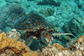 Green turtle 01