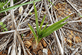 Chinese Crown Orchid, Grass Leaved Eulophia01