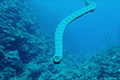 Chinese Sea Snake 01