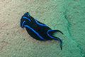 Blue Velvet Sea Slug 01