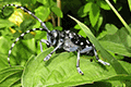 Several Species of Long-horn Beetles 01