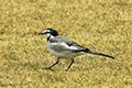 White Wagtail 01