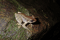 Okinawa Tip-nosed Frog 01