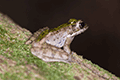 Okinawa Tip-nosed Frog 02
