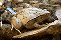 Okinawa Rice Frog 01