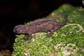 Anderson's crocodile newt 03