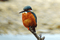 Common kingfisher 02