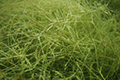 Widgeon grass, Beaked Tasselweed02