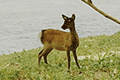Japanese Deer, Ryukyu Sika, Kerama Sika, Sika Deer01