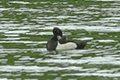 Tufted Duck 01