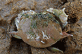 Common Moon Crab 01