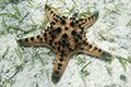Horned sea star 01
