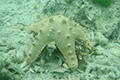Horned sea star 02