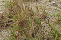 Zoysia Grass Variety 01