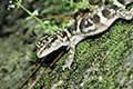 Yamashina’s ground gecko 01