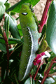 Oleander Hawk-moth 01