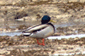 Mallard Duck 01