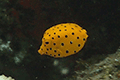 Yellow Boxfish01