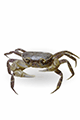 Miyako Freshwater Crab 01
