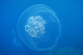 Moon Jellyfish 02